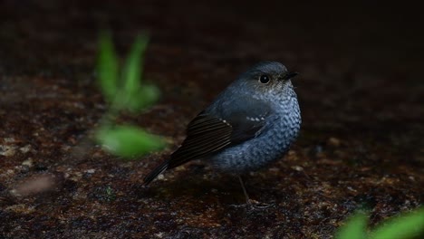 this female plumbeous redstart is not as colourful as the male but sure it is so fluffy as a ball of a cute bird