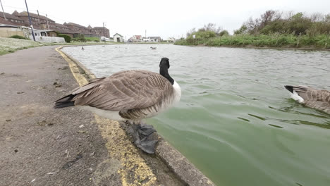 Canadian-Gees-sitting-by-the-waters-edge-in-a-english-park