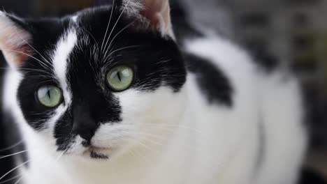 a black and white cat with unique markings looking around while laid down