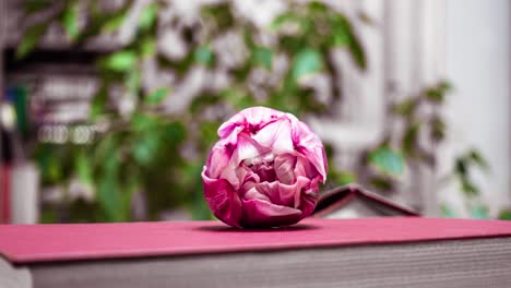 a large beautiful tulip that lies on a book