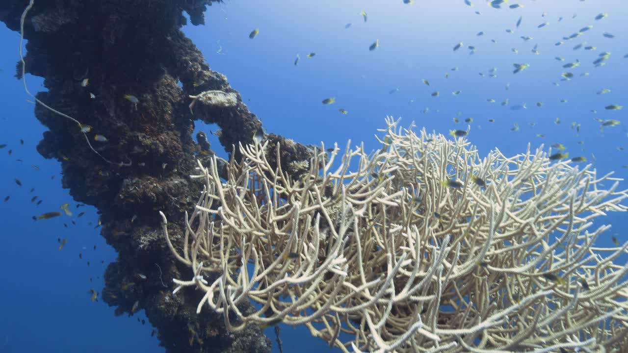 Tropisches Korallenriff, Kamera dreht sich um eine wunderschöne Korallenformation an einem Schiffswrack in Palau, Mikronesien.