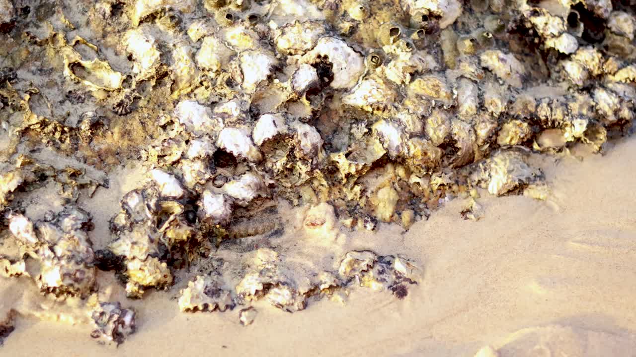A hand interacts with oysters and barnacles on a sandy beach in Phuket, Thailand, under bright natural lighting