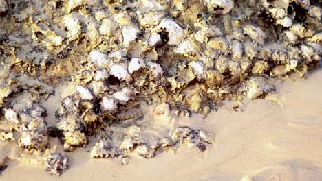 a hand interacts with oysters and barnacles on a sandy beach in phuket, thailand, under bright natural lighting