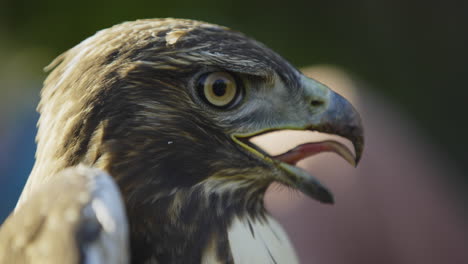 close up of red tailed hawk