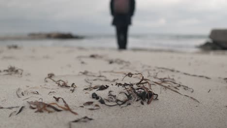 strand, trockene algen, person, die an einem bewölkten tag in richtung wasser geht