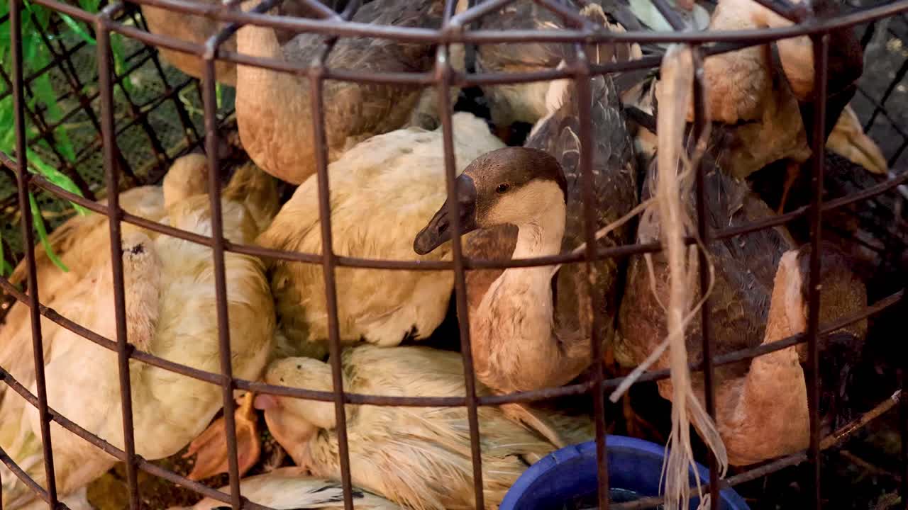 케이지에 혀 있는 오리, 밖을 바라보고