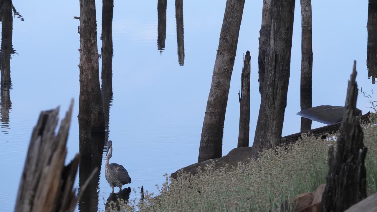 heron golpeando el agua mientras camina
