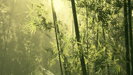 Bamboo-green-forest-in-deep-fog