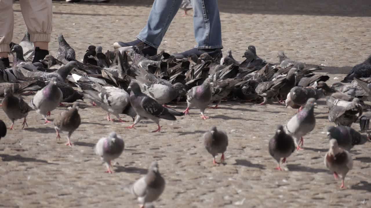 Pigeons Feeding on the Ground in a City