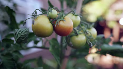 fresh home grown tomatoes ripening on the vine, slightly orange and green