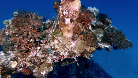 underwater shipwreck covered in coral