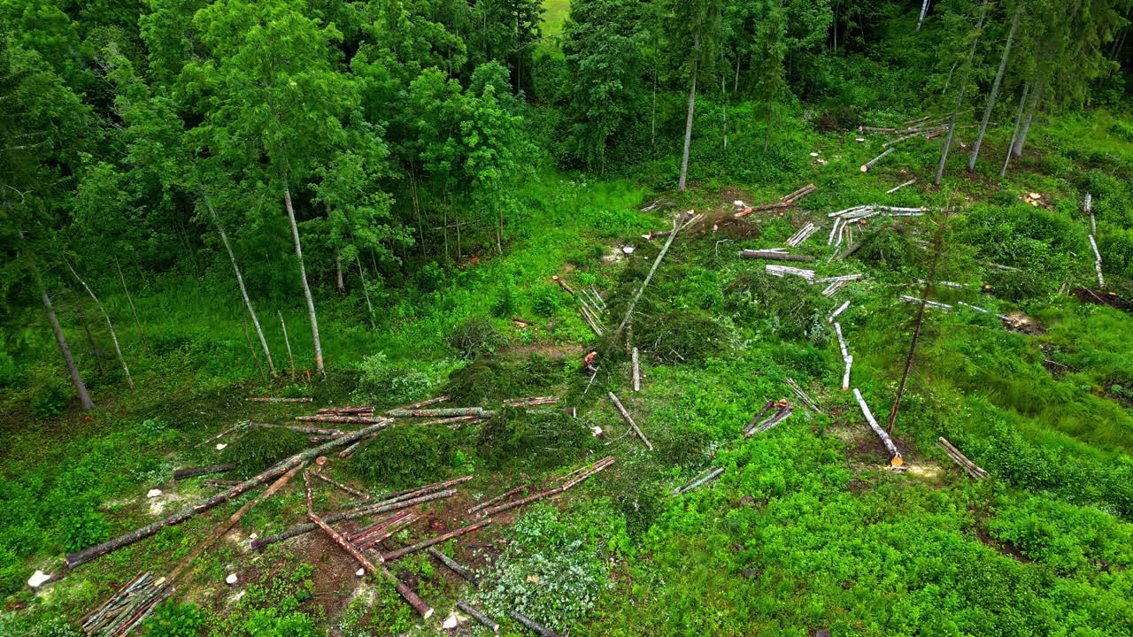 Deforestation in a forest
