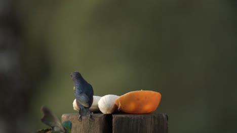 cerca de euphonia macho de vientre castaño y pájaros tánger de cabeza verde comiendo plátano y mango