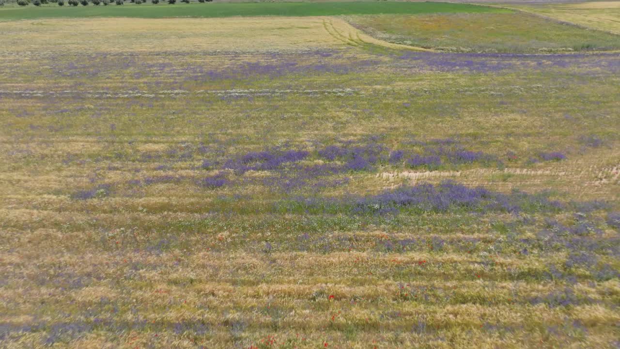 el vuelo inverso ascendente con un avión no tripulado sobre una gran área de campos de cultivo comenzando en un parche púrpura de flores y descubriendo campos de trigo verde y olivos todos con una gran mezcla de colores