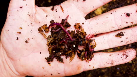 Hombre-Mostrando-Lombrices-De-Tierra-En-Su-Palma,-Caja-De-Compost