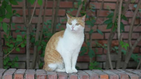 close-up of cat sitting on the ground