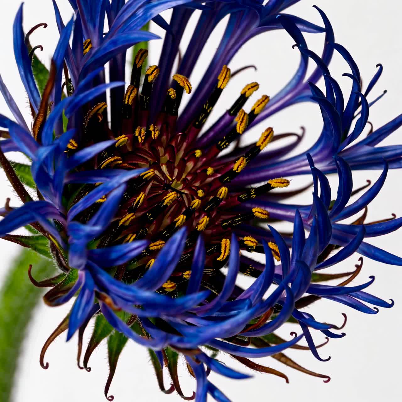 Close-up video shot of a vibrant blue flower bud, showcasing intricate details and textures