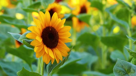 los girasoles vibrantes se balancean suavemente en la brisa