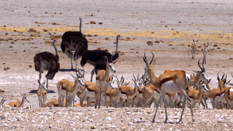 Springbock-Gazellen-Im-Etosha-Nationalpark