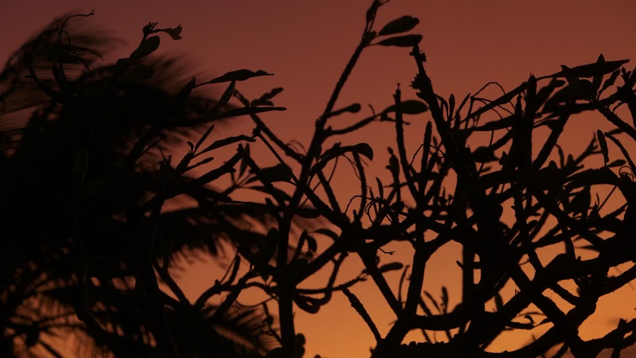 árboles del bosque al atardecer, video de cerca
