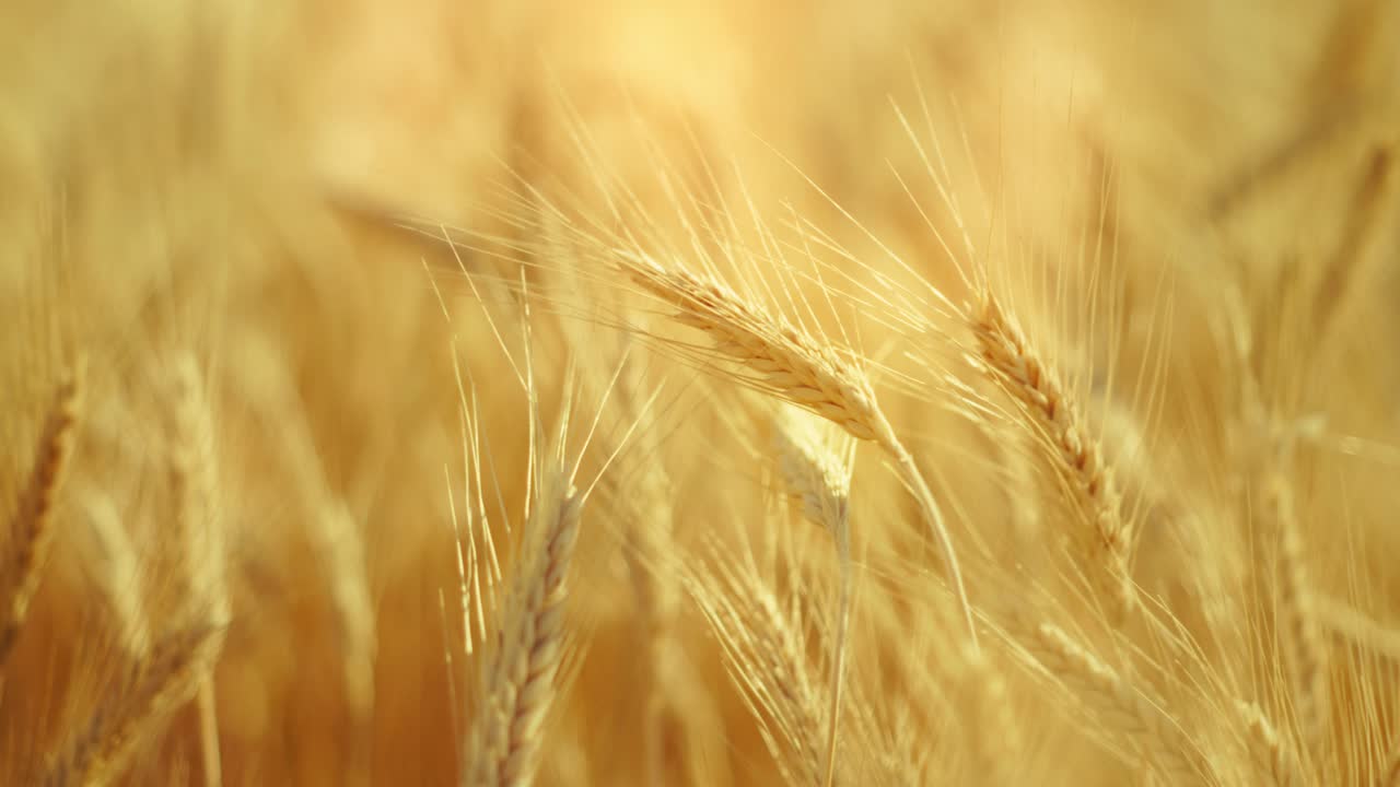 A truly cinematic shot of golden wheat swaying in the summer breeze, bathed in warm sunlight. Captures the peaceful, abundant beauty of nature