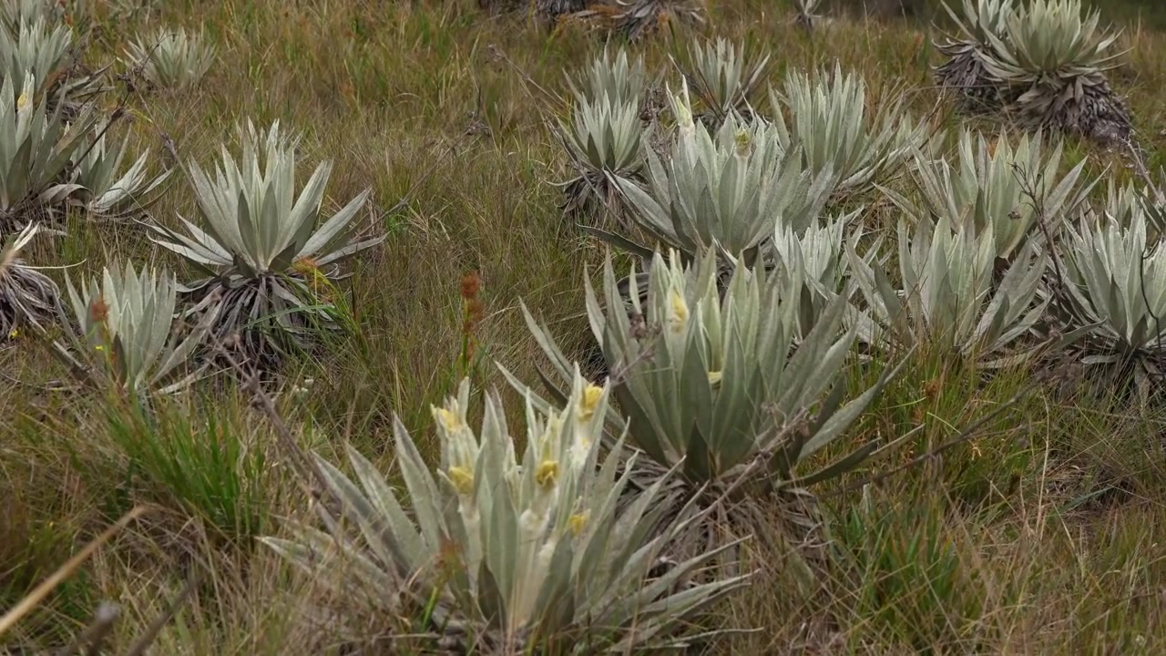 Primo piano di piante di frailejones espeletia che crescono nel parco naturale del paramo di Chingaza, ecosistema andino di alta quota in Colombia