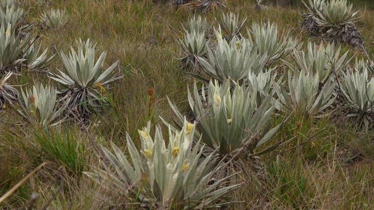 Primo piano di piante di frailejones espeletia che crescono nel parco naturale del paramo di Chingaza, ecosistema andino di alta quota in Colombia