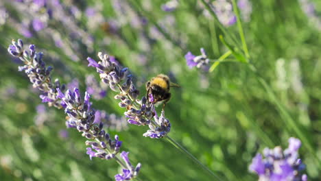 Abejorro-En-Flor-De-Lavanda-Con-Fondo-Borroso