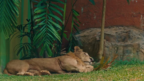 lion resting in a grassy enclosure
