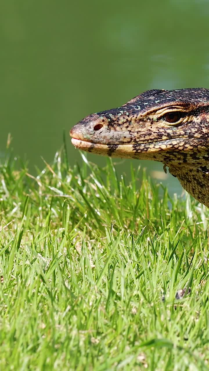 물 근처의 잔디을 통해 이동하는 도마을 모니터