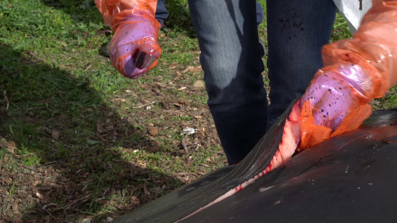 cortar y pelar la piel y la grasa de una ballena picuda de cuvier durante una autopsia