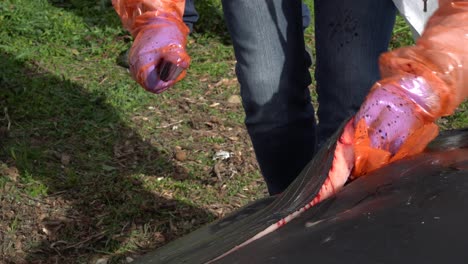 cutting and peeling back the skin and fat of a cuvier's beaked whale during an autopsy