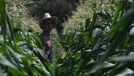 un granjero camina por un campo de maíz