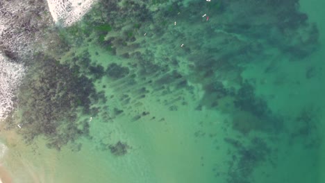 Drone-aerial-shot-of-Shelly-Beach-reef-with-malibu-surfers-sunny-afternoon-Central-Coast-tourism-NSW-Australia-4K