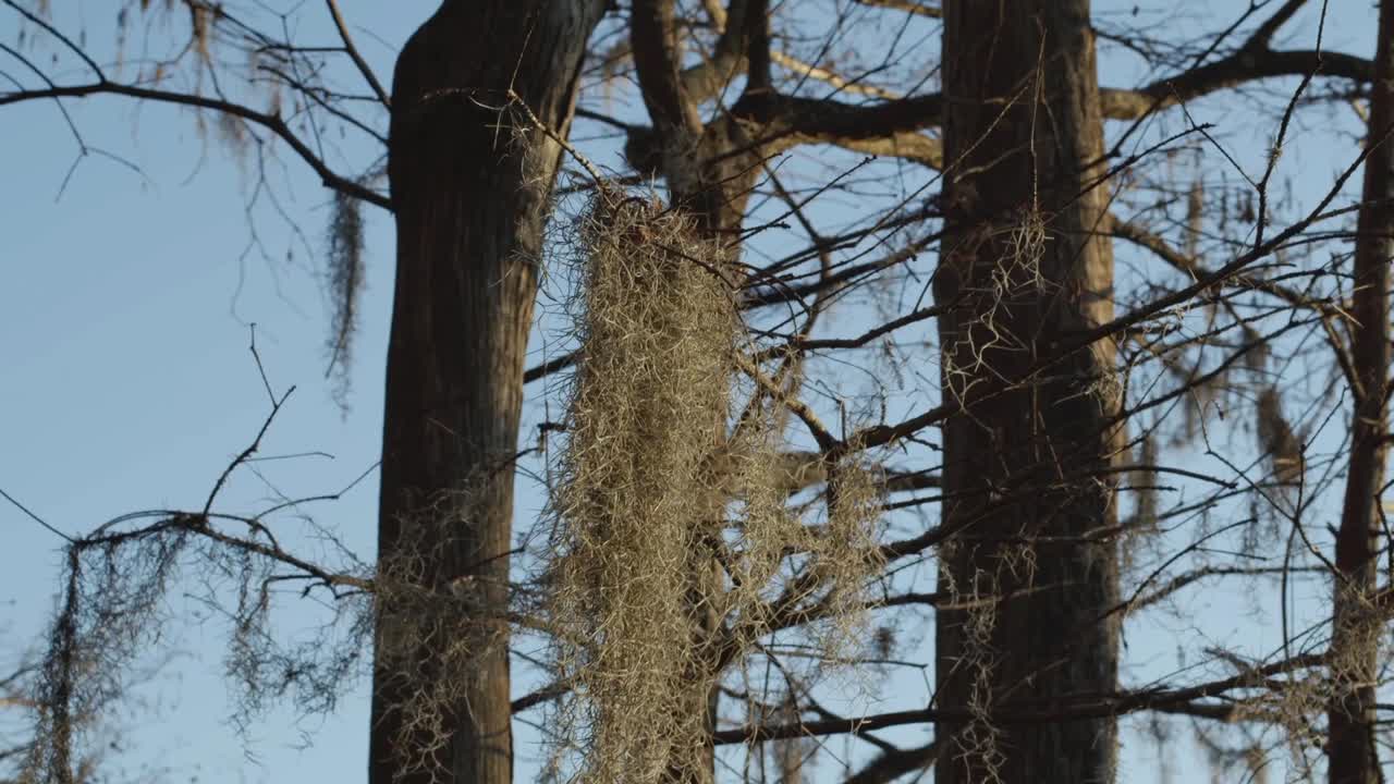 Spanish moss hangs off of a tree and sways from the flowing wind