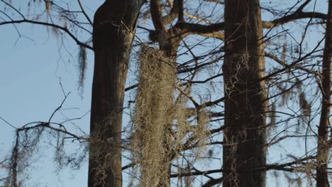 spanish moss hangs off of a tree and sways from the flowing wind