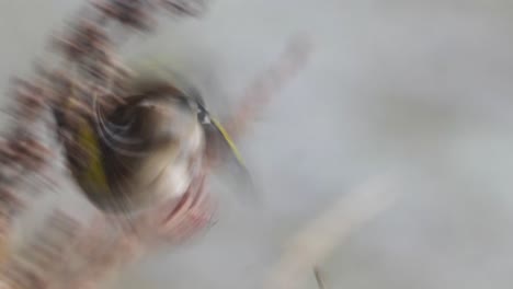jilguero encaramado comiendo semillas de plantas con fondo bokeh y volando lejos