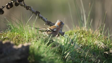 close up of a male vink hopping around a smal grassy mound eating and searching around before being scared away