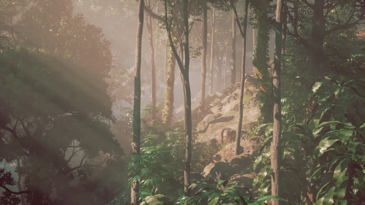 la luz del sol fluye a través de la densa niebla en un bosque tropical