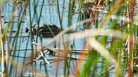 American-Alligator-swims-through-reeds-slowly-in-calm-water,-Florida-wetlands-4k