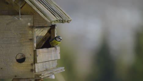 primer plano de una casita para pájaros con pájaros coloridos que entran y salen buscando y comiendo comida en invierno en la naturaleza capturada en 4k en cámara lenta a 120fps