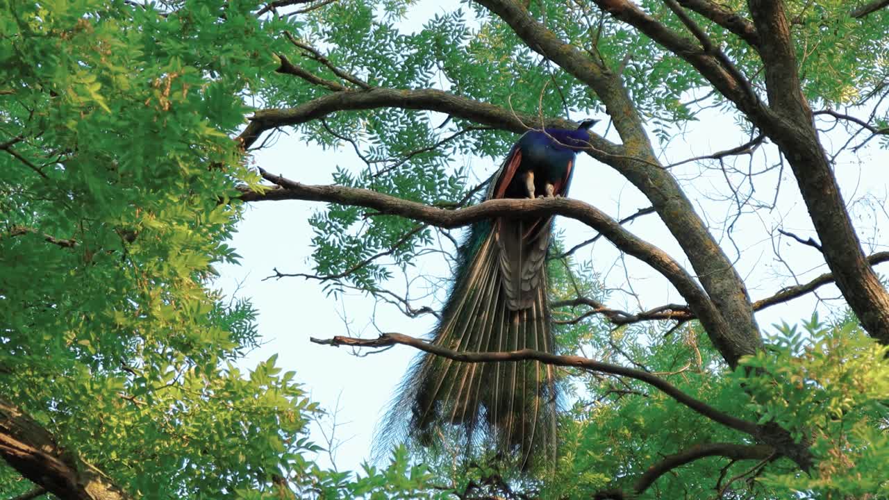 Beautiful peacock with big tail standing on the branches of a tree in wilderness