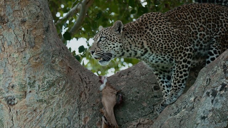 leopardo en un árbol