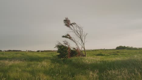 lonely tree swaying in a grassy field under a cloudy sky at sunset