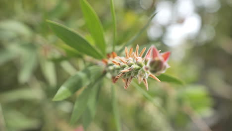 Fresh-leaves-budding-during-spring-Montpellier-France