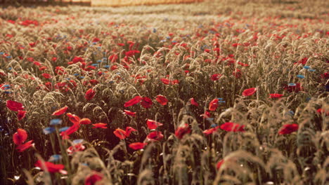 impresionante campo de amapolas rojas y flores azules al atardecer