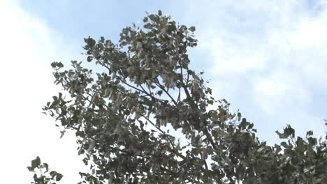 plano medio de una rama de un árbol de álamo que sopla en el viento