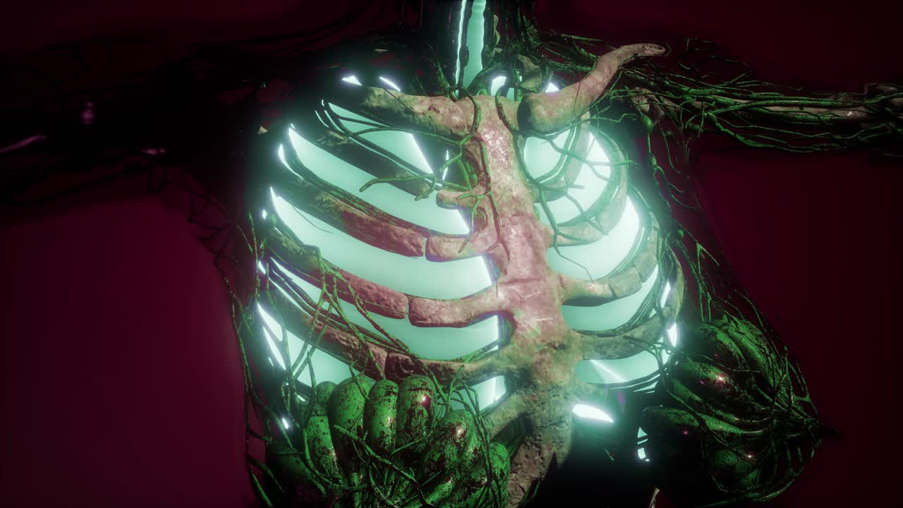 cuerpo humano con pulmones visibles