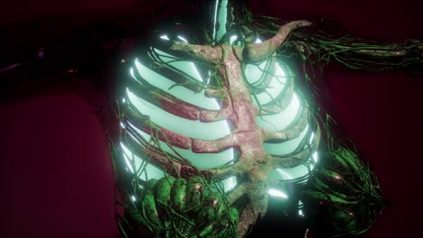 cuerpo humano con pulmones visibles