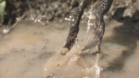 Cane-toad-close-up-slow-motion-jump